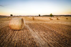 Typy rolnictwa - jakie są wyrózniane?