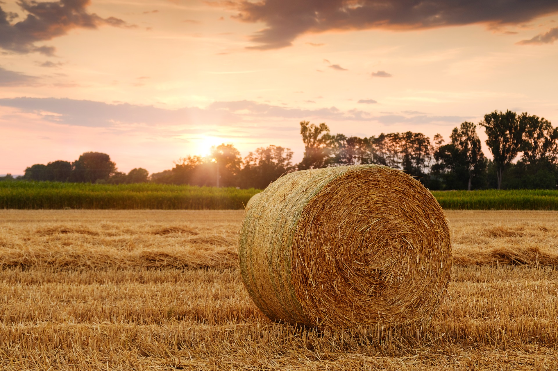Typy rolnictwa – jakie wyrózniamy?