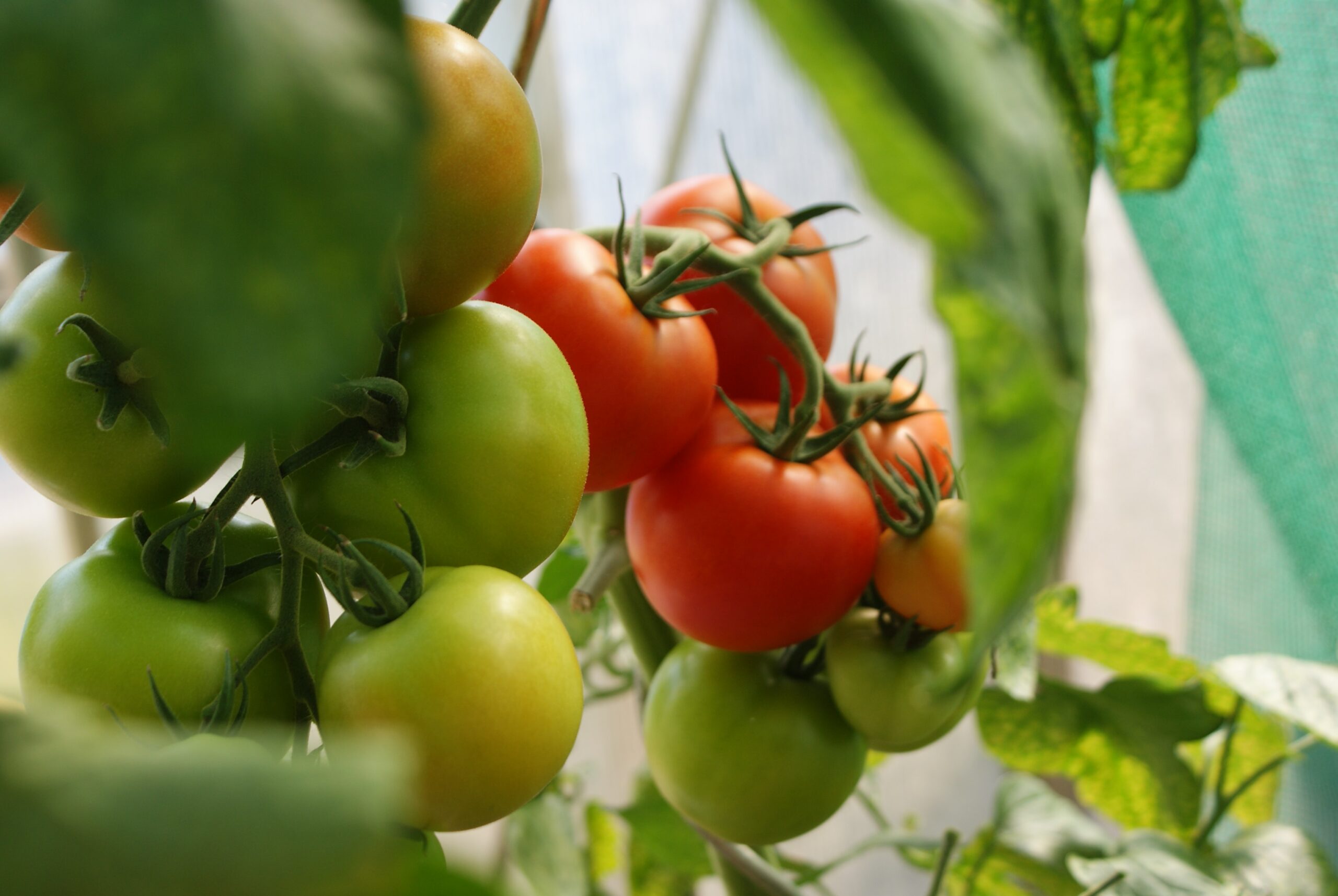 Uprawa pomidorów. Jak należy dbać o warzywa?