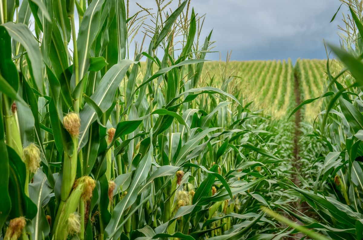 Odmiany kukurydzy na ziarno na słabe gleby