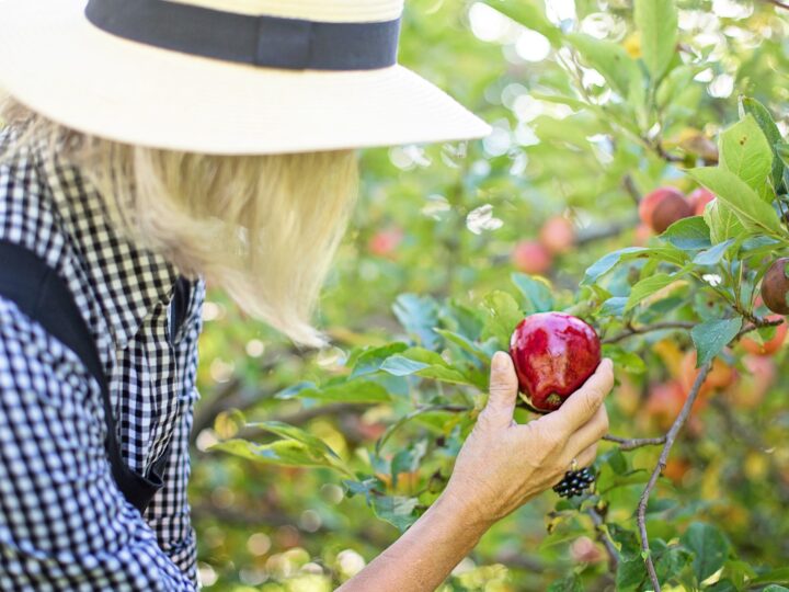 Zbieranie jabłek za pomocą kombajnów: 5 powodów, dla których warto