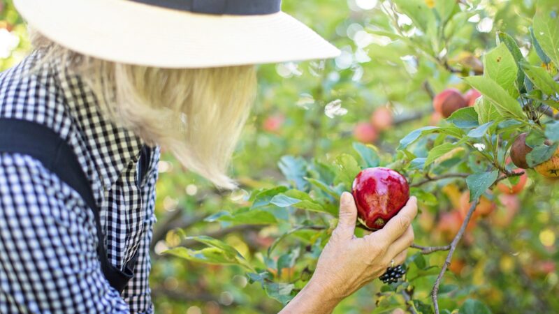 Zbieranie jabłek za pomocą kombajnów: 5 powodów, dla których warto