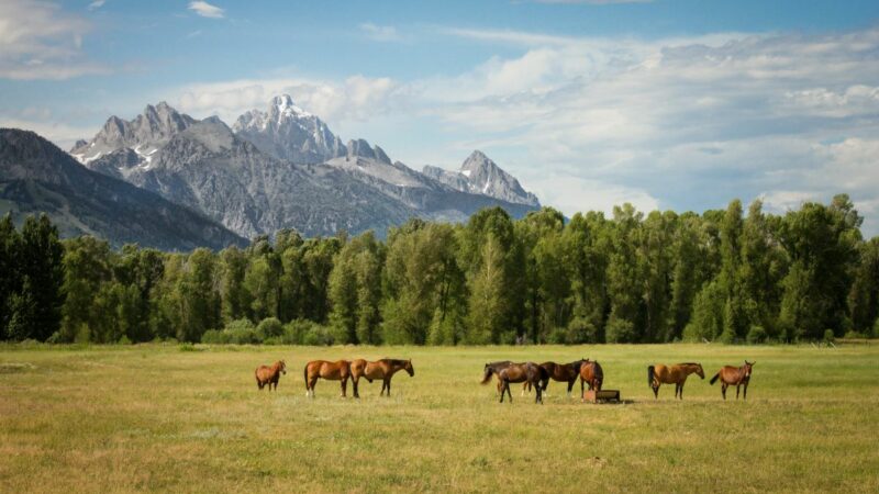 Żywienie koni – prawidłowa dieta, jako podstawa dobrostanu