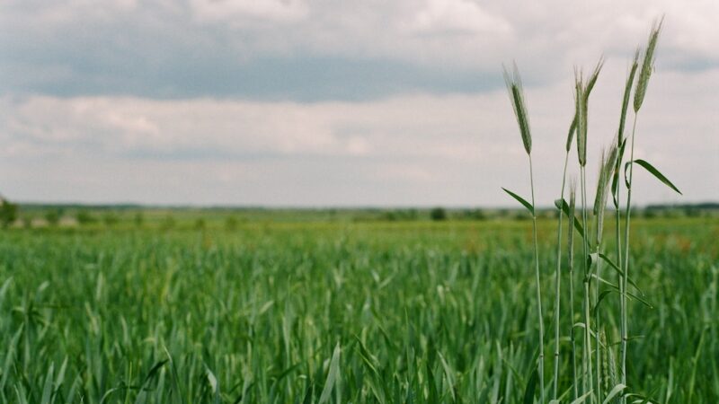 Ziemia obfitością naszą – jak rozwijać zrównoważone rolnictwo?