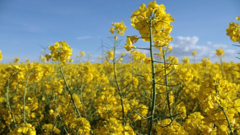 Jaki herbicyd na zboża zastosować wiosną?