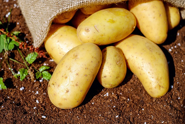 Kopaczka do ziemniaków – nieoceniona pomoc w gospodarstwie rolnym