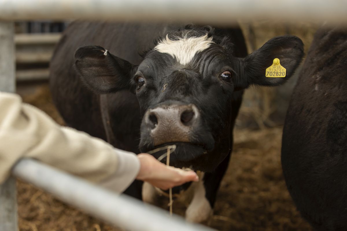 Temperatura ciała krowy – co mówi o jej zdrowiu?
