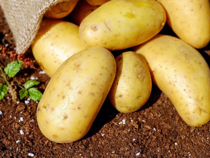 Zakaz importu ziemniaków spoza Unii Europejskiej obowiązuje zgodnie z przepisami fitosanitarnymi