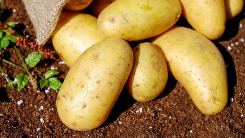 Zakaz importu ziemniaków spoza Unii Europejskiej obowiązuje zgodnie z przepisami fitosanitarnymi