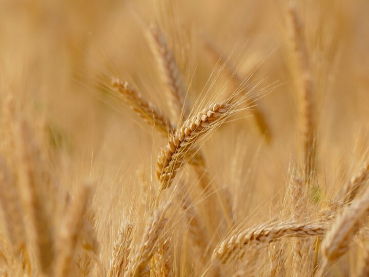 Rosja rozważa wprowadzenie embarga na wywóz zbóż w razie niskich zapasów