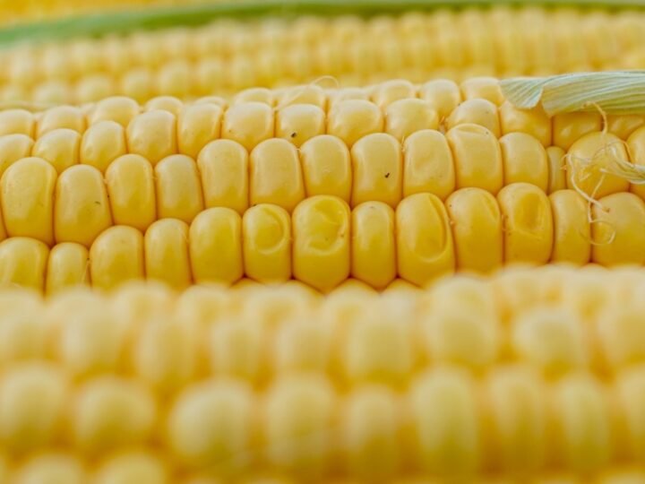 Przebieg notowań unijnej pszenicy i kukurydzy w ostatnim tygodniu
