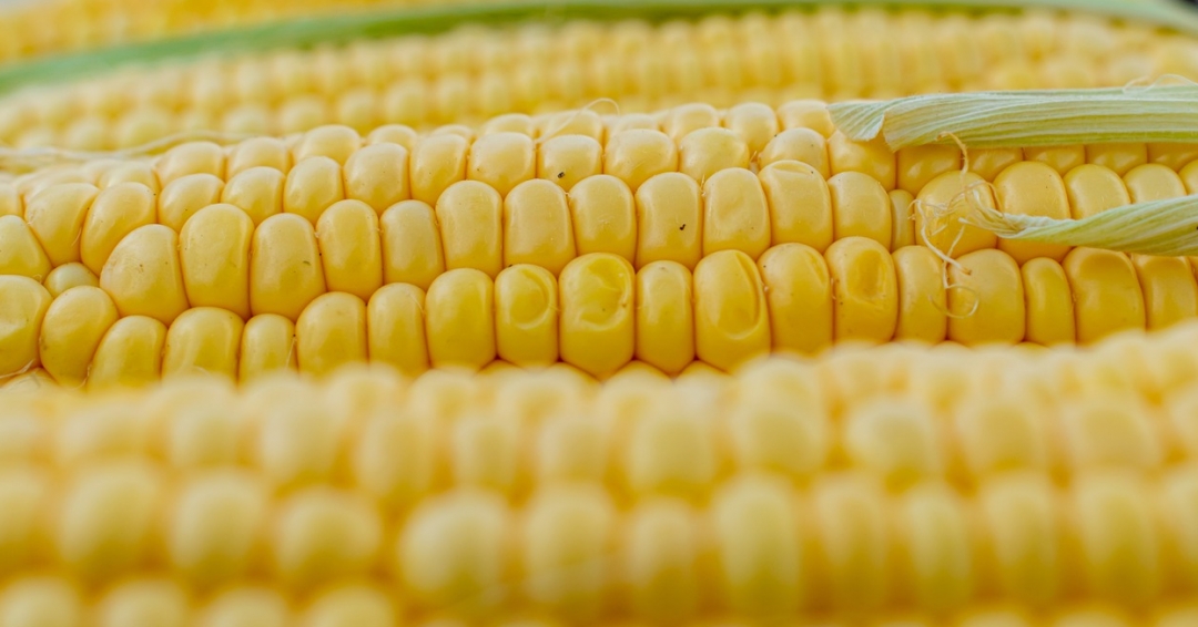 Przebieg notowań unijnej pszenicy i kukurydzy w ostatnim tygodniu