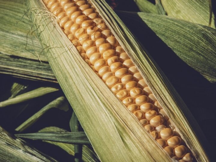 Planowanie upraw kukurydzy: Zabezpieczenie nasion na przyszły sezon
