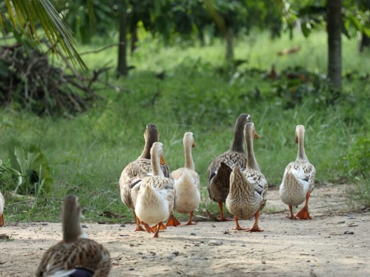 Ptasia grypa atakuje Lubelszczyznę: Niemal 12 tysięcy kaczek nie przeżyło