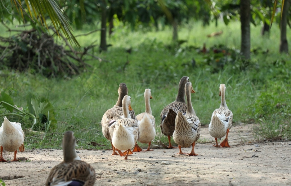 Ptasia grypa atakuje Lubelszczyznę: Niemal 12 tysięcy kaczek nie przeżyło