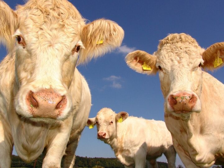 Agencja Restrukturyzacji i Modernizacji Rolnictwa wydłuża termin na określenie przeznaczenia bydła do opasu w systemie IRZ