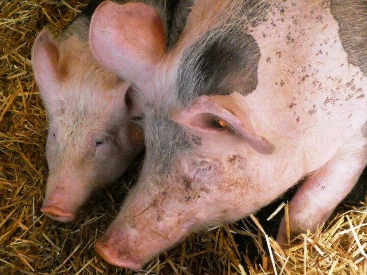 Strategie rozwoju polskiej hodowli świń: Spotkanie przedstawicieli Krajowej Rady Wieprzowiny z Ministrem Rolnictwa
