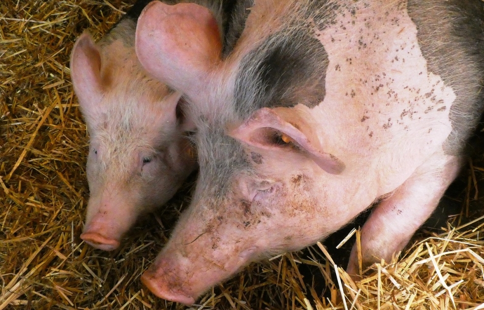 Strategie rozwoju polskiej hodowli świń: Spotkanie przedstawicieli Krajowej Rady Wieprzowiny z Ministrem Rolnictwa