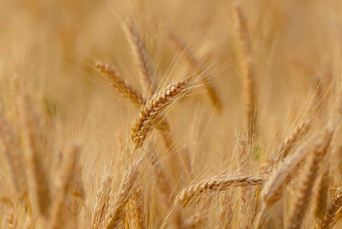 ARiMR ogłasza szczegóły wypłat dopłat rolnym za 2023 rok w marcu i kwietniu
