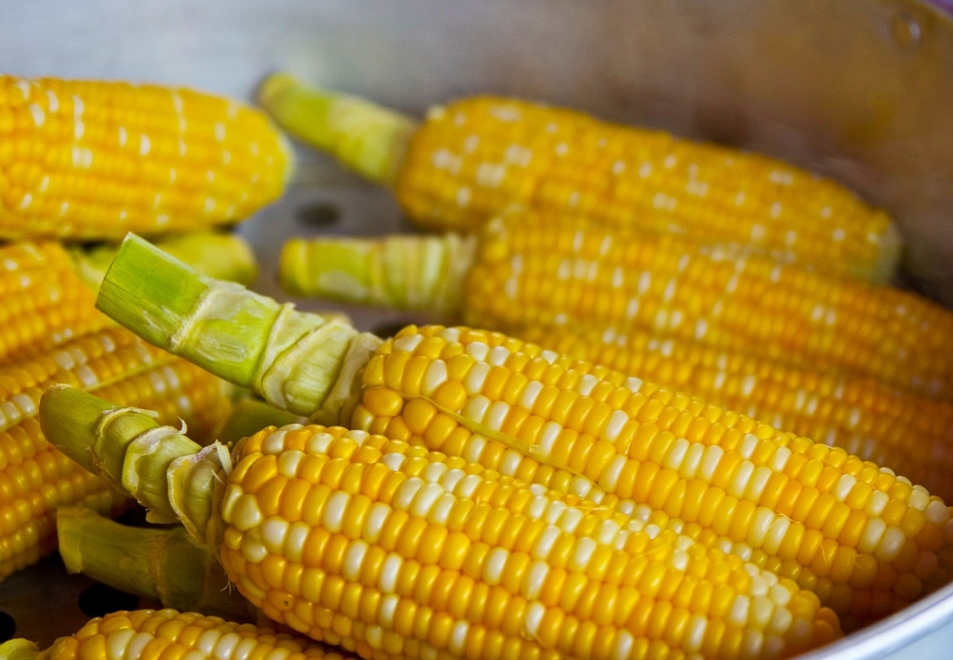 Dopłaty dla uprawy kukurydzy: Wydatkowane 652 mln zł na wsparcie blisko 158 tys. rolników