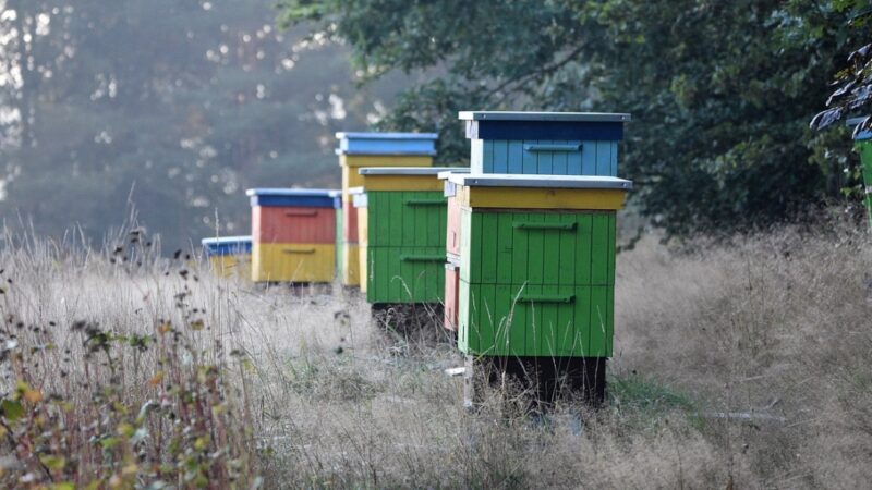 Zapoczątkowano program pomocy finansowej dla hodowców pszczół zimujących. ZGŁOŚ SWÓJ WNIOSEK