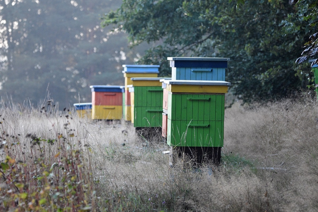 Zapoczątkowano program pomocy finansowej dla hodowców pszczół zimujących. ZGŁOŚ SWÓJ WNIOSEK