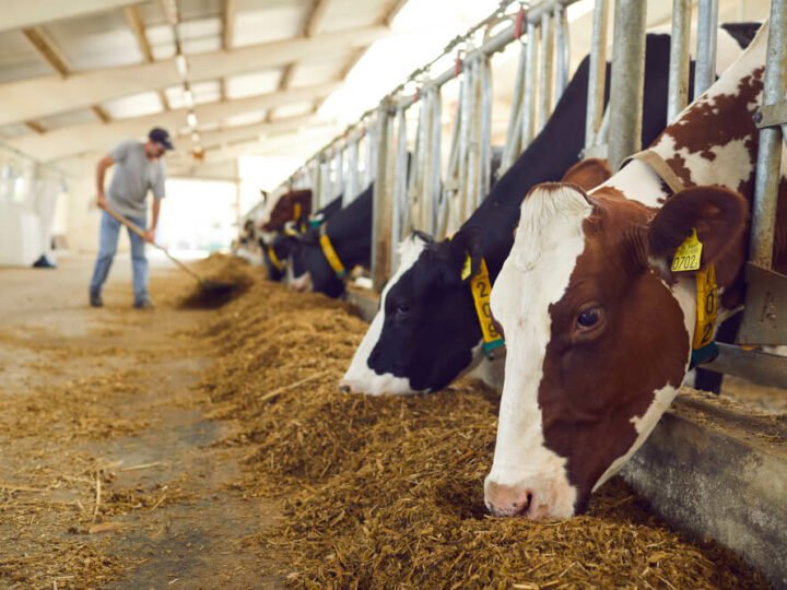 Wykrywanie rui u krów – jak je usprawnić?