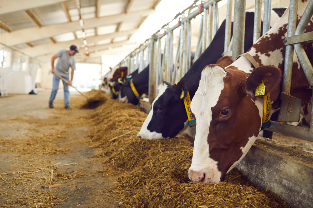 Wykrywanie rui u krów – jak je usprawnić?