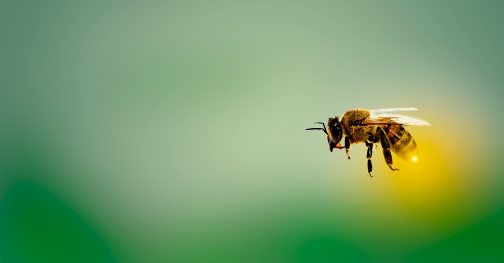 Badanie opinii publicznej pokazuje: Polacy uważają, że pszczoły wymagają największej ochrony