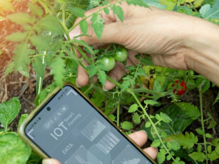 Biohumus – skład i zastosowanie w uprawie roślin