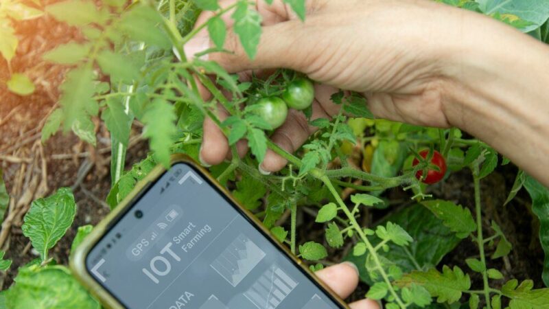 Biohumus – skład i zastosowanie w uprawie roślin