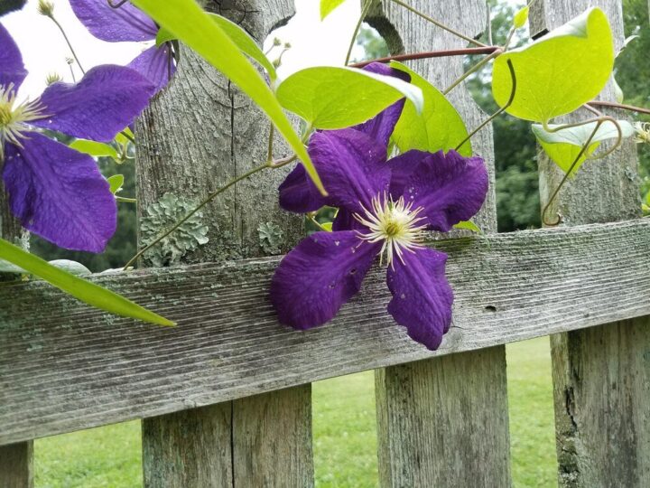 Powojnik clematis – wymagania i warunki uprawy w ogrodzie