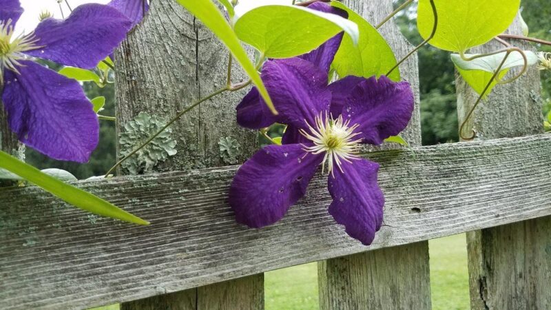 Powojnik clematis – wymagania i warunki uprawy w ogrodzie