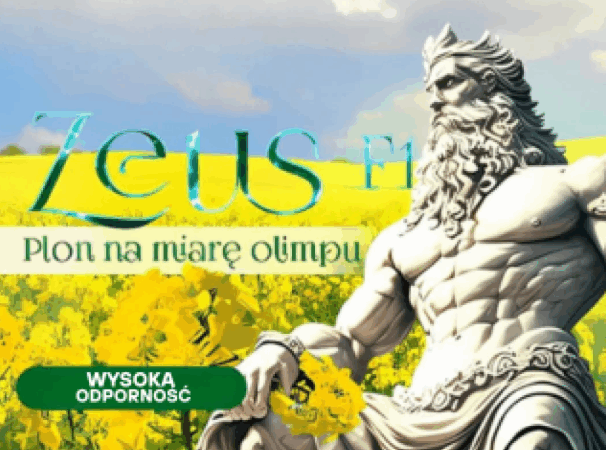 Zeus F1 – plon godny Olimpu. Czy jesteś gotowy na rzepak przyszłości?