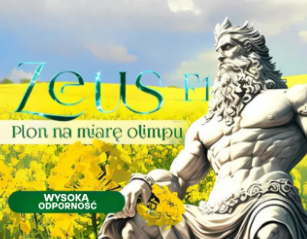 Zeus F1 – plon godny Olimpu. Czy jesteś gotowy na rzepak przyszłości?