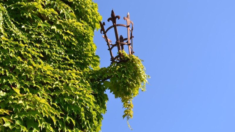 Pnącza zimozielone kwitnące: 5 najlepszych gatunków do Twojego ogrodu