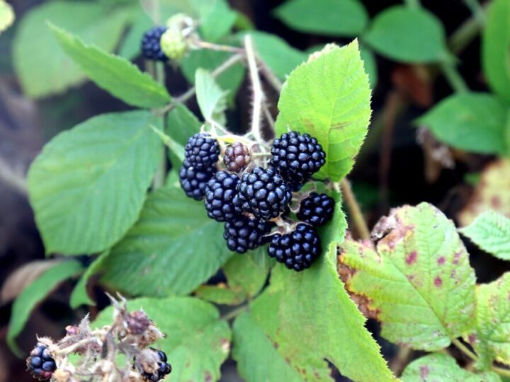 10 wskazówek dotyczących uprawy jeżyn bezkolcowych w ogrodzie