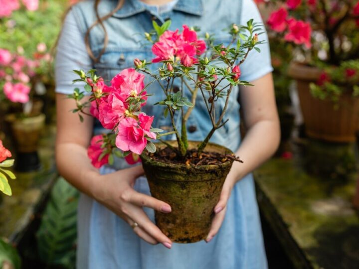 Azalia, rododendron, różanecznik – czym się różnią i jak je uprawiać