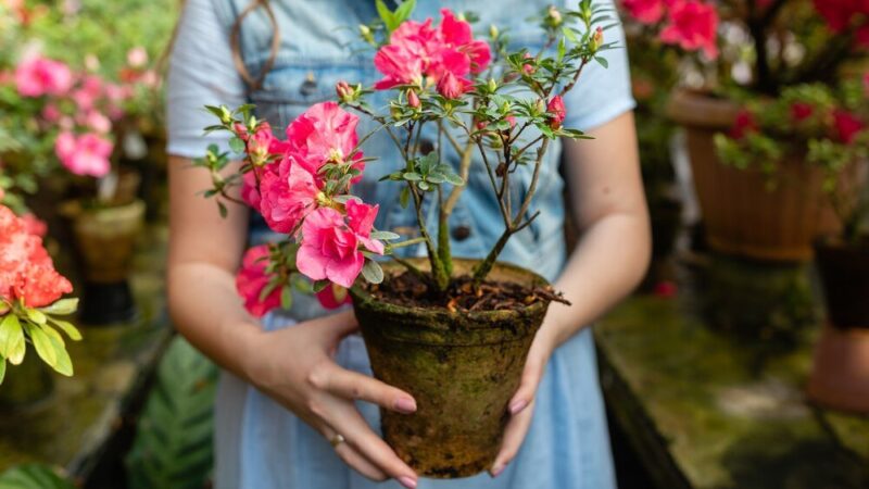 Azalia, rododendron, różanecznik – czym się różnią i jak je uprawiać