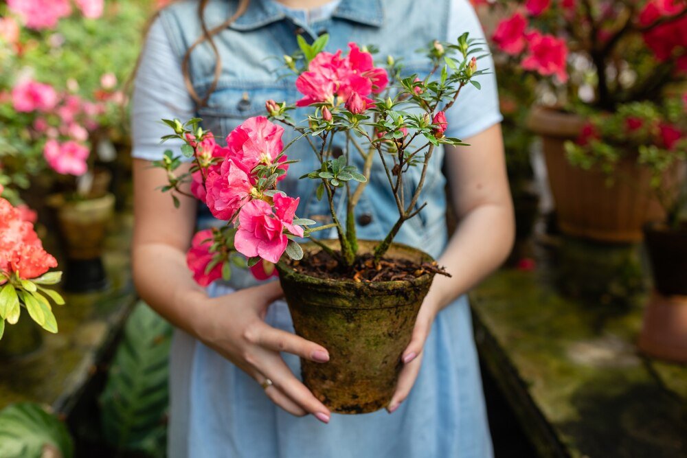 Azalia, rododendron, różanecznik – czym się różnią i jak je uprawiać