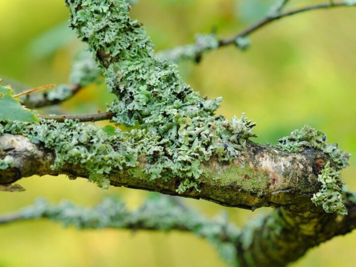 Choroby bukszpanu: objawy, przyczyny i skuteczne metody zwalczania