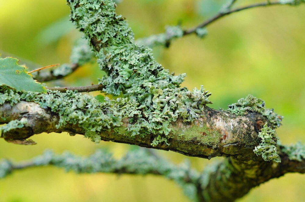Choroby bukszpanu: objawy, przyczyny i skuteczne metody zwalczania
