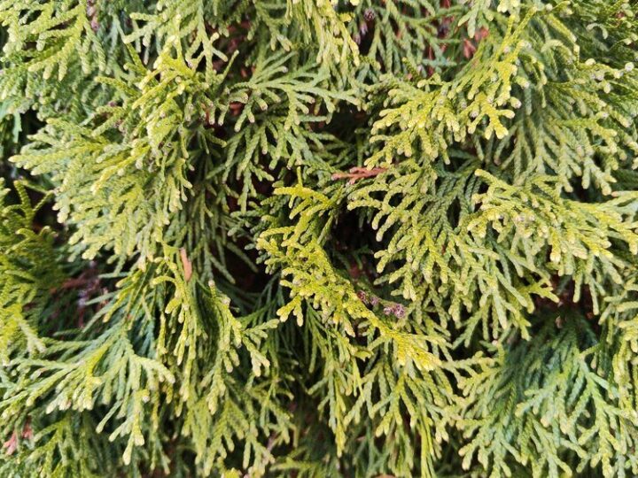 Cyprysik Lawsona – odmiany i wymagania uprawowe