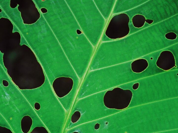 Dziury w liściach pelargonii: 3 najczęstsze przyczyny i jak sobie z nimi radzić