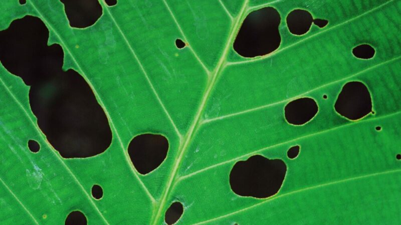 Dziury w liściach pelargonii: 3 najczęstsze przyczyny i jak sobie z nimi radzić