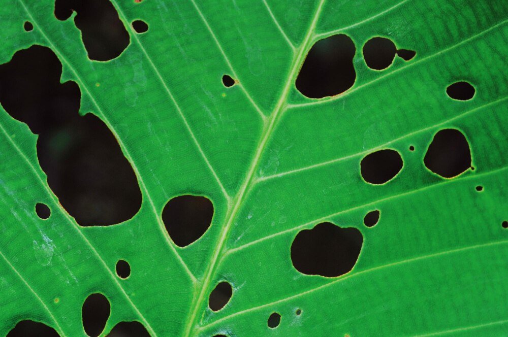 Dziury w liściach pelargonii: 3 najczęstsze przyczyny i jak sobie z nimi radzić