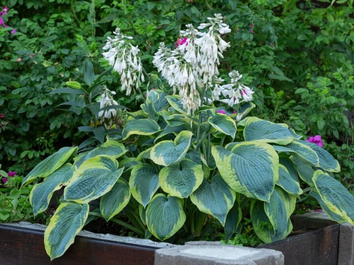 Funkie w ogrodzie: 5 powodów, dla których warto je uprawiać