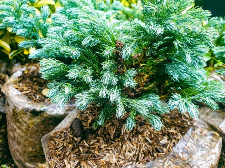 Iglaki do ogrodu szybko rosnące – jakie wybrać i jak je pielęgnować