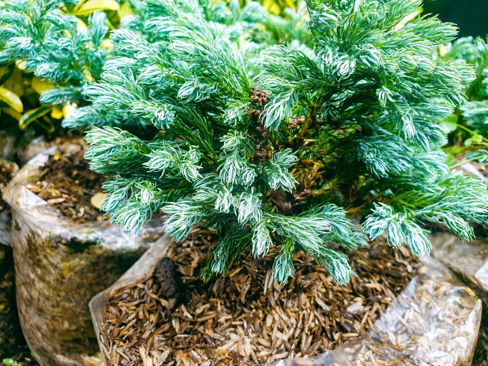 Iglaki do ogrodu szybko rosnące – jakie wybrać i jak je pielęgnować