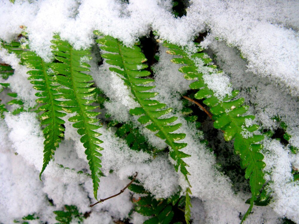 Jak dbać o paprocie ogrodowe zimą? Praktyczne wskazówki